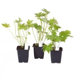 Delphinium Collection -Yougarden Shop 560252 5