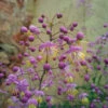 Thalictrum Rochebrunianum 'Meadow Rue' -Yougarden Shop 560256
