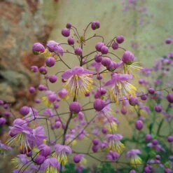 Thalictrum Rochebrunianum 'Meadow Rue'