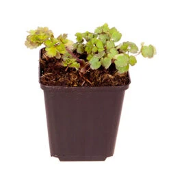 Thalictrum Rochebrunianum 'Meadow Rue' -Yougarden Shop 560256 2