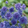 Geranium Himalayense 'Plenum' ('Birch Double') 2 Geranium Himalayense 'Plenum' ('Birch Double') -Yougarden Shop 560454
