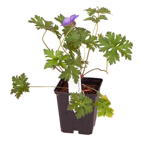 Geranium Himalayense 'Plenum' ('Birch Double') 5 Geranium Himalayense 'Plenum' ('Birch Double') - Image 3