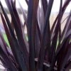 Phormium 'Black Adder' 2 Phormium 'Black Adder' -Yougarden Shop 560481