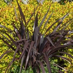 Phormium 'Black Adder' -Yougarden Shop 560481 2