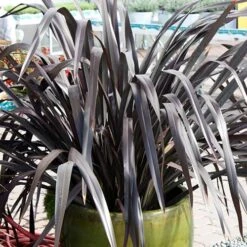 Phormium 'Black Adder' -Yougarden Shop 560481 3