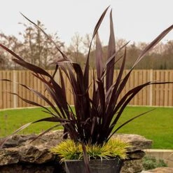 Phormium 'Black Adder' -Yougarden Shop 560481 4