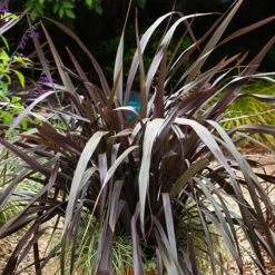 Phormium 'Black Adder' -Yougarden Shop 560481 5