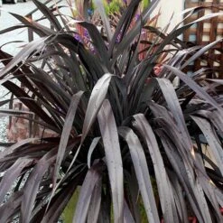 Phormium 'Black Adder' -Yougarden Shop 560481 6