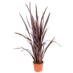 Phormium 'Black Adder' -Yougarden Shop 560481 8