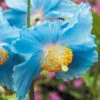 Blue Himalayan Poppy -Yougarden Shop 560486
