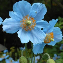 Blue Himalayan Poppy -Yougarden Shop 560486 2