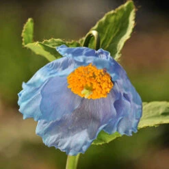 Blue Himalayan Poppy -Yougarden Shop 560486 3