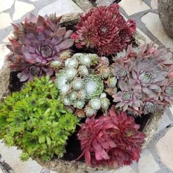 Ultimate 'Chick Charms' Sempervivums Collection -Yougarden Shop 560537 2