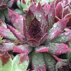 Ultimate 'Chick Charms' Sempervivums Collection -Yougarden Shop 560537 3