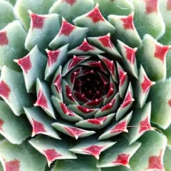 Ultimate 'Chick Charms' Sempervivums Collection -Yougarden Shop 560537 4