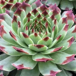 Ultimate 'Chick Charms' Sempervivums Collection -Yougarden Shop 560537 5