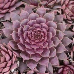 Ultimate 'Chick Charms' Sempervivums Collection -Yougarden Shop 560537 6