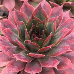 Ultimate 'Chick Charms' Sempervivums Collection -Yougarden Shop 560537 7