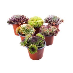 Ultimate 'Chick Charms' Sempervivums Collection -Yougarden Shop 560537 8