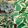 Hardy Hosta Collection 2 Hardy Hosta Collection -Yougarden Shop 560577