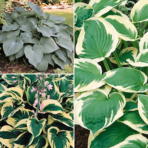 Hardy Hosta Collection 3 Hardy Hosta Collection
