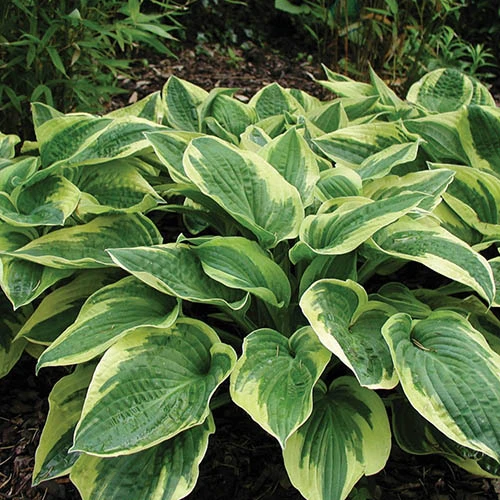 Hardy Hosta Collection 4 Hardy Hosta Collection - Image 2