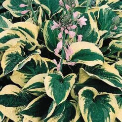 Hardy Hosta Collection 11 Hardy Hosta Collection -Yougarden Shop 560577 2