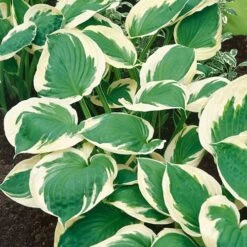 Hardy Hosta Collection 12 Hardy Hosta Collection -Yougarden Shop 560577 3