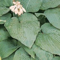 Hardy Hosta Collection 14 Hardy Hosta Collection -Yougarden Shop 560577 5