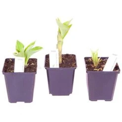 Hardy Hosta Collection 15 Hardy Hosta Collection -Yougarden Shop 560577 6