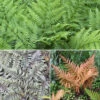 Colourful Hardy Fern Collection -Yougarden Shop 560578