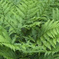 Colourful Hardy Fern Collection -Yougarden Shop 560578 3