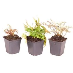 Colourful Hardy Fern Collection -Yougarden Shop 560578 4