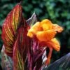 Canna 'Tropicanna' 9cm 1 Canna 'Tropicanna' 9cm -Yougarden Shop 560606