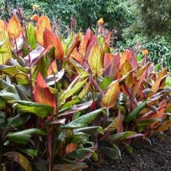 Canna 'Tropicanna' 9cm -Yougarden Shop 560606 2