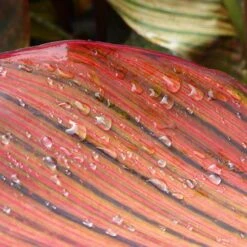 Canna 'Tropicanna' 9cm -Yougarden Shop 560606 3