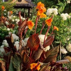 Canna 'Tropicanna' 9cm -Yougarden Shop 560606 4