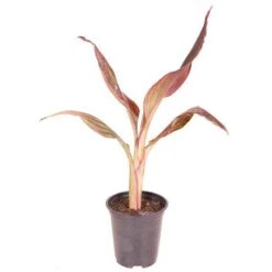 Canna 'Tropicanna' 9cm -Yougarden Shop 560606 5