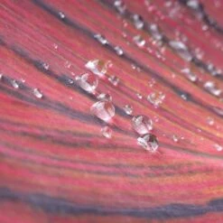 Canna 'Tropicanna' 9cm -Yougarden Shop 560606 6