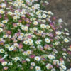Erigeron Karvinskianus 'Profusion' Mexican Fleabane -Yougarden Shop 560640