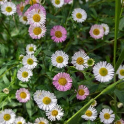Erigeron Karvinskianus 'Profusion' Mexican Fleabane -Yougarden Shop 560640 1