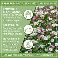 Erigeron Karvinskianus 'Profusion' Mexican Fleabane -Yougarden Shop 560640 2