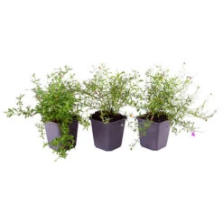 Erigeron Karvinskianus 'Profusion' Mexican Fleabane -Yougarden Shop 560640 3