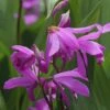 Bletilla Striata 'Blue Dragon' -Yougarden Shop 560650