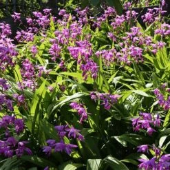 Bletilla Striata 'Blue Dragon' -Yougarden Shop 560650 2