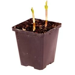 Bletilla Striata 'Blue Dragon' -Yougarden Shop 560650 3