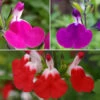 Salvia 'Lips' Collection 1 Salvia 'Lips' Collection -Yougarden Shop 560668