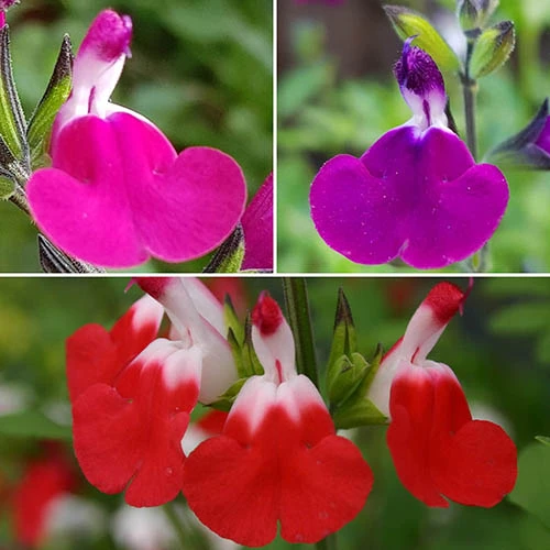 Salvia 'Lips' Collection 3 Salvia 'Lips' Collection