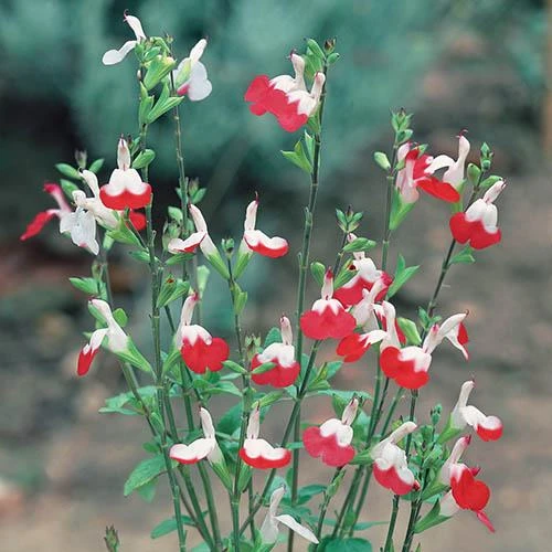 Salvia 'Lips' Collection 4 Salvia 'Lips' Collection - Image 2