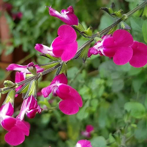 Salvia 'Lips' Collection 6 Salvia 'Lips' Collection - Image 4